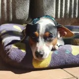 Adopta a Goku