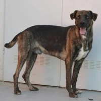 Adopta a Grandullón