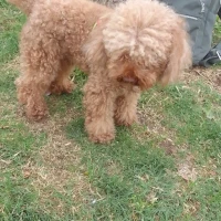 Adopta a Noddy