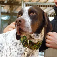 Adopta a Azor