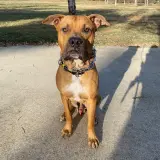 Adopta a Randy