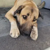 Adopta a Simba