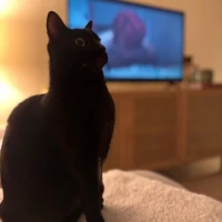 Adopta a Patachula