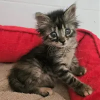 Adopta a Ronse