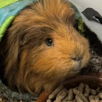 Adopta a Chewie