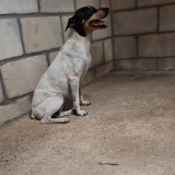 Adopta a Pilla