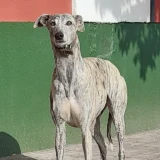 Adopta a Hima