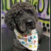 Adopta a Violín