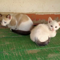 Adopta a Mininano