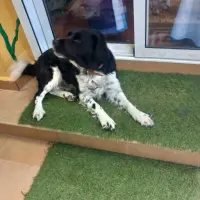 Adopta a Bingo
