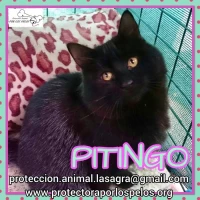 Adopta a Pitingo