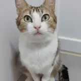 Adopta a Becca
