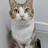 Adopta a Becca
