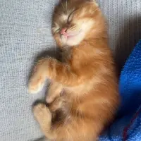 Adopta a Gatitos De 1 Mes