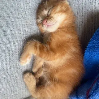 Gatitos De 1 Mes