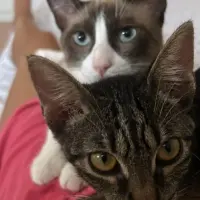 Adopta a Noah Y Coco