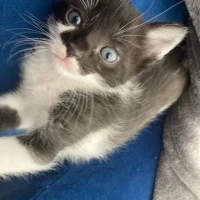 Adopta a Telma