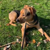 Adopta a Horus