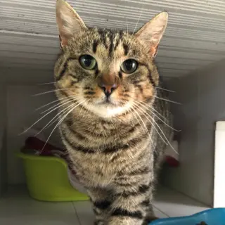 Obi-Wan