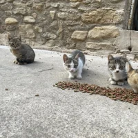 Adopta a Gatitos Adopción Urgente