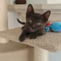Adopta a Mufi