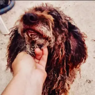 Vida