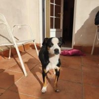 Adopta a Feferino