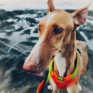 Taco