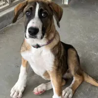 Adopta a Kale