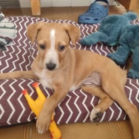 Adopta a Gilda
