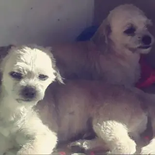 Toby y Cloe