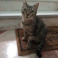 Adopta a Noa