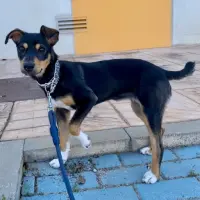 Adopta a Lara
