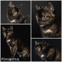 Adopta a Pimienta