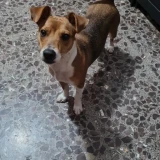 Adopta a Jota