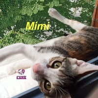 Adopta a Mimi