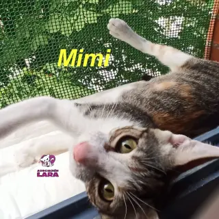Mimi