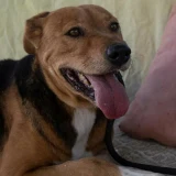 Adopta a Brenda