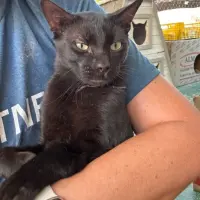 Adopta a Moncho.
