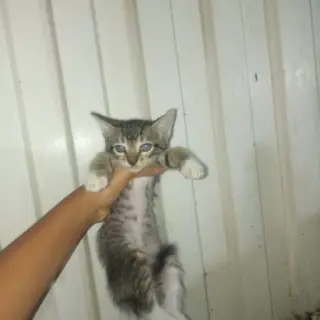 Mari