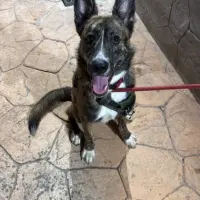 Adopta a Iris