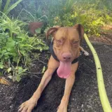 Adopta a Kaira