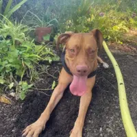 Adopta a Kaira