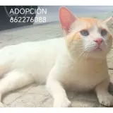 Adopta a Lucky Y Luke