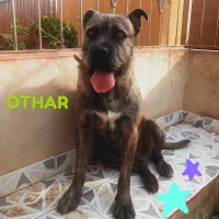 Adopta a Othar