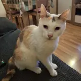 Adopta a Gala