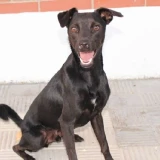 Adopta a Sugus