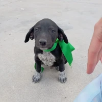 Adopta a Chester, Cachorro En Adopción Tlf 645978718