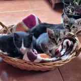 Adopta a Gatitos En Adopción