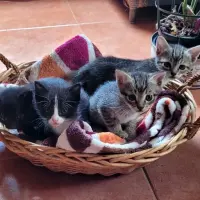 Adopta a Gatitos En Adopción